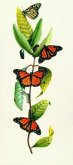 Milkweed and Butterfly [With 10 Envelopes]