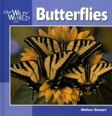 Butterflies Butterflies