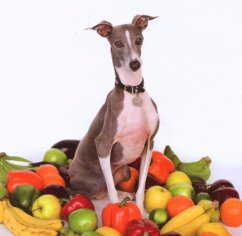 Excellent Italian Greyhound - Shellac