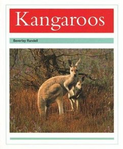 Kangaroos - Rigby