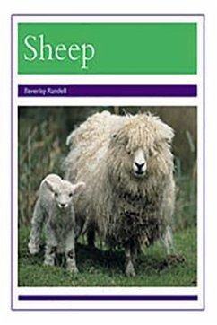 Animals - Sheep - Rigby