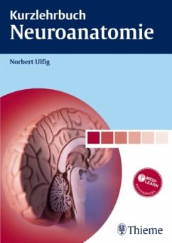 Kurzlehrbuch Neuroanatomie - Ulfig, Norbert