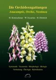 Die Orchideengattungen Anacamptis, Orchis, Neotinea