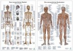 Muskelsystem, Lerntafel. Skelettsystem, Lerntafel, 2 Tafeln