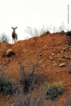 Buck Shots - Sutherland, Peter