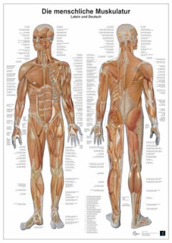 Anatomie-Lerntafel - Die menschliche Muskulatur