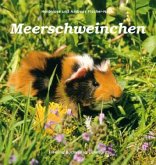 Meerschweinchen