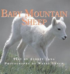 Baby Mountain Sheep - Lang, Aubrey
