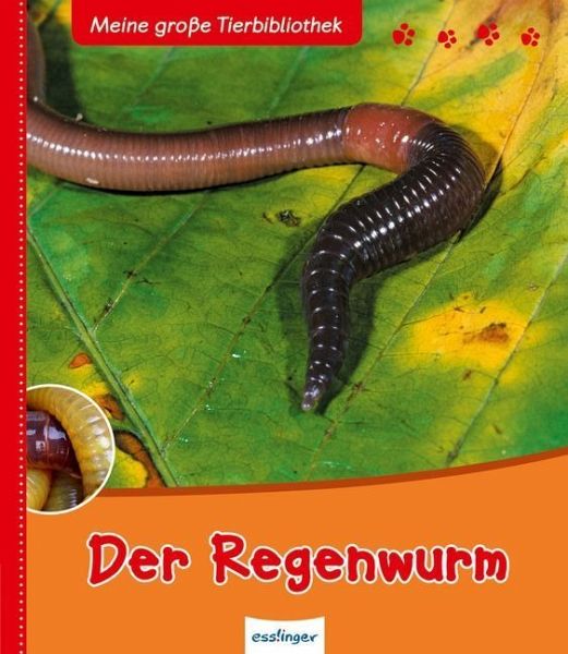 Der Regenwurm / Meine große Tierbibliothek bei bücher.de bestellen