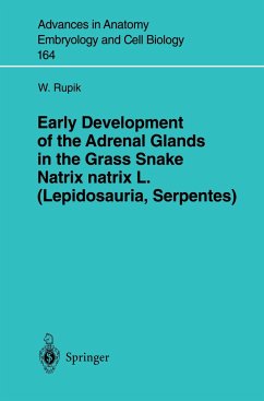 Early Development of the Adrenal Glands in the Grass Snake Natrix natrix L. (Lepidosauria, Serpentes) - Rupik, W.