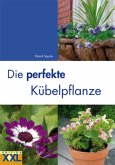 Die perfekte Kübelpflanze