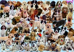 Ravensburger 15633 - Hunde Collage, 1000 Teile Puzzle