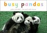 Busy Pandas - Bild 1