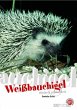 Weißbauchigel - Bild 1