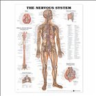 Nervous System Anatomical Chart - ACC