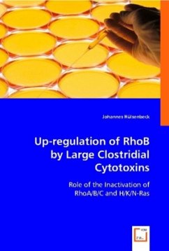 Up-regulation of RhoB by Large Clostridial Cytotoxins - Hülsenbeck, Johannes
