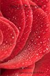 Red Rose Petals - A Poetry Collection - Bild 1