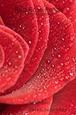 Red Rose Petals - A Poetry Collection