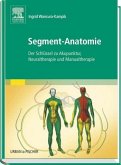 Segment-Anatomie