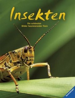 Cover Insekten