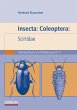 Insecta: Coleoptera: Scirtidae - Bild 1