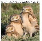 Greg Lasley's Texas Wildlife Portraits, 42