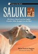 Saluki - Bild 1