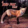 A Red Fox Tale - Bild 1
