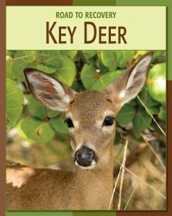 Key Deer - Gray, Susan H