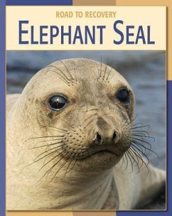 Elephant Seal - Gray, Susan H