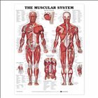 The Muscular System Anatomical Chart