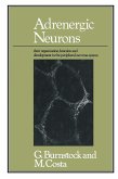 Adrenergic Neurons Adrenergic Neurons