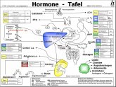 Hormone Tafel