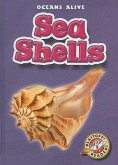 Sea Shells