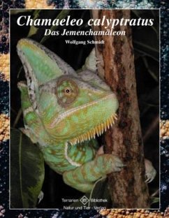 Chamaeleo calyptratus - Schmidt, Wolfgang
