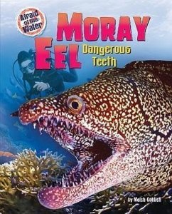 Moray Eel: Dangerous Teeth - Goldish, Meish