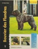 Bouvier des flandres