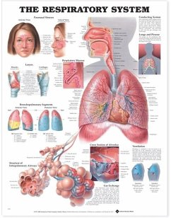 Respiratory System Anatomical Chart - ACC