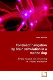 Control of navigation by brain stimulation in a marine slug