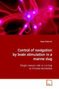 Control of navigation by brain stimulation in a marine slug - Redondo, Roger