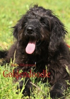 Goldendoodle - Behnemann, Theres