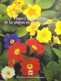 Plagas y enfermedades de las plantas en maceta con flores