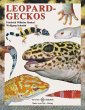 Leopardgeckos - Bild 1
