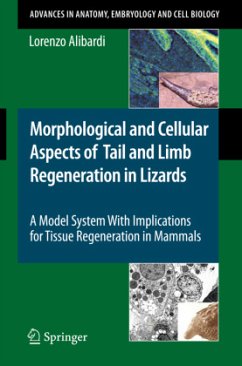 Morphological and Cellular Aspects of Tail and Limb Regeneration in Lizards - Alibardi, Lorenzo