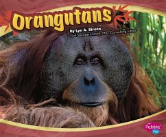 Orangutans - Mattern, Joanne