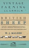 British Sheep And Shepherding