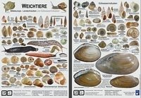 Weichtiere Mitteleuropa - Landschnecken und Süßwassermollusken - Wiese, Vollrath; Richling, Ira