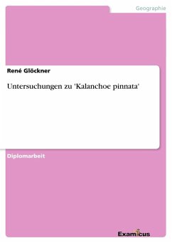 Untersuchungen zu 'Kalanchoe pinnata' - Glöckner, René