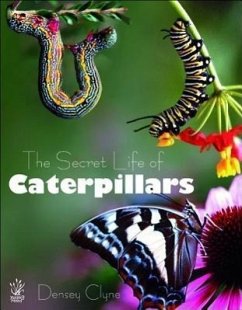 The Secret Life of Caterpillars - Clyne, Densey