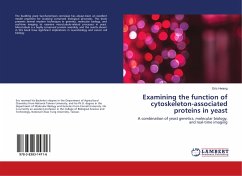 Examining the function of cytoskeleton-associated proteins in yeast - Hwang, Eric